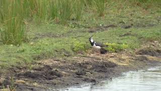 Lapwing