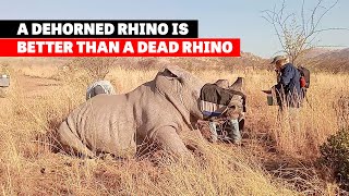 Rhino dehorning is cruel but kind