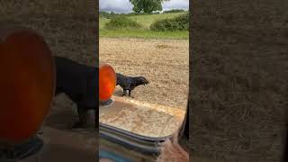 Tractor dog #berkshire #gamekeeper #ford #agriculture