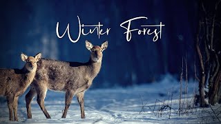 Unwind in the Peaceful Winter Forest: Soothing Piano Music to Help You Relax and Study for an Hour!