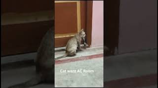 Cat Wants AC Room