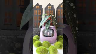 Ivy takes an Uber and goes to the flower shop #short #starwars #shopping #viral #car #comedy #funny