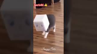 Compilation gatti divertentissimi