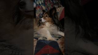 Audie The Cute Sheltie Smiling While Listening to the Spring Peepers and Tree Frogs From Her Room