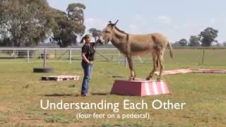 What is horse agility?