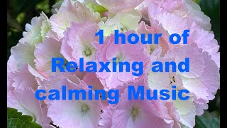 Relaxing, calming Music 1 hr. Everything will be okay. With all original pictures of flowers.