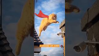 Three leg Cat jumps off roof