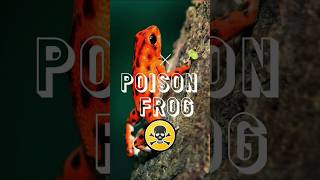 Poison frog #animals #facts #animallover #viral