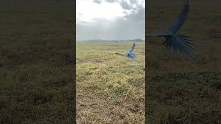 Macaw Bird | African Grey Parrot | Macaw Parrot | Parrot Freeflight | Freeflight Training