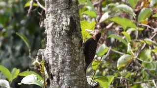 Bay Woodpecker, Eaglenest, Arunachal Pradesh, March 2024