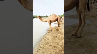 Ēka ūṇṭa pāṇī pī rahyō chē #shortsviral #camel