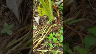 Harvesting  takway taro (gabi) roots or stem,  #filipinogermanfamily #simplelife  #auswandern