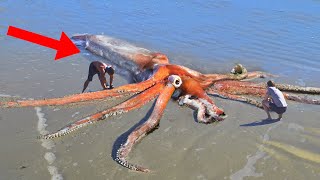 10 Craziest Things Found On The Beach!