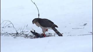 Épervier de Cooper mangeant un pigeon