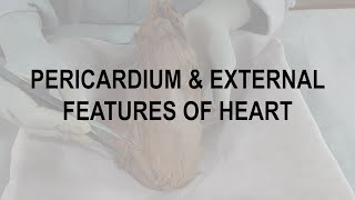 Dissection: Pericardium & External Features of Heart