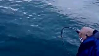 Sambarannya Nyaris Tanpa Jeda‼️Mancing Di Pulau Damar Kepulauan Seribu