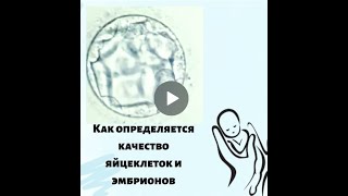 Как определяется качество яйцеклеток и эмбрионов