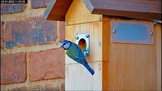 Entrance to the Nest Box on a House in Sheffield