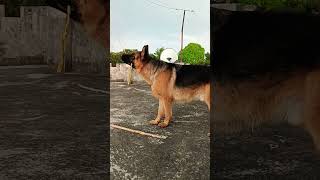 German shepherd stock coat male dog power #viral #trending #music #youtubeshorts #dogshorts