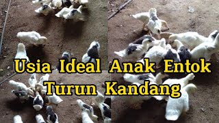 Usia Ideal Anak Entok (DOE) Turun Kandang Panggung