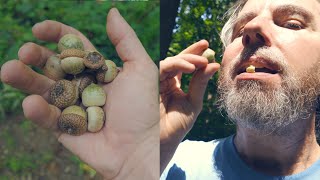 Gathering Acorns & Eating 1 Raw for the First Time (ASMR)