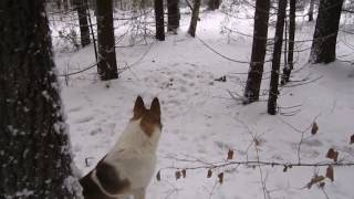 Прогулка на кормушку, чесалка для кабанов.  The walk to the feeder, scratcher for the pigs.