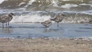 Red Knot