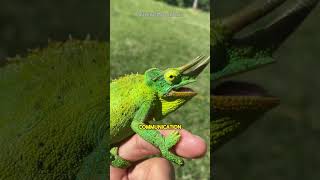 Chameleons Use Color in Shocking Ways! #shorts