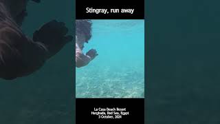 [4K] Stingray, run away #shorts #snorkeling #redsea #hurghada #stingray #가오리 #이집트