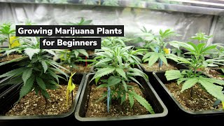 Growing Marijuana Plants for Beginners | Discover Marijuana