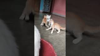 little kittens having fun🐱🐈Cute Cats..