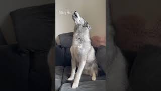 Huskies Talk Then End With A Song!