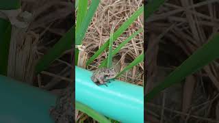 Baby tree frog