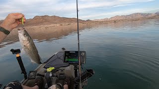 Echo Bay Lake Mead. Native Titan 12. Striper boils are HAPPENING! We all got several Best to jig.