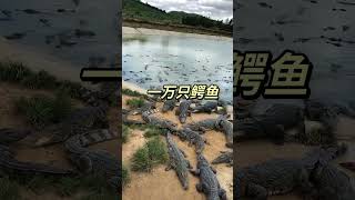 Working every day ! You need this job , Feeding to crocodile at farm #crocodile #short EP9