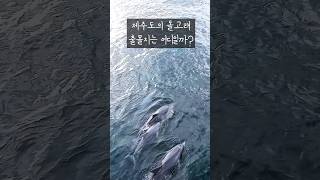 [제주도 돌고래]-볼 수 있는 곳! #제주도돌고래 #돌고래 #dolphin