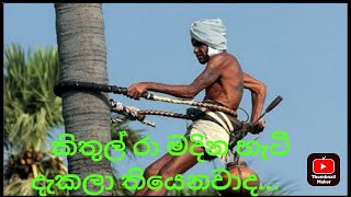 කිතුල් මල් මැදීම #Srilankan kithul raa කිතුල් රා