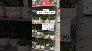 What a steal! Does your #Costco have #Hoyas yet? #plants #houseplants #plantaholic #indoorgarden