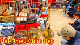 Chợ Chim Lớn Nhất Việt Nam | Chợ Chim Lạng Sơn