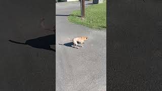 taco dog walking