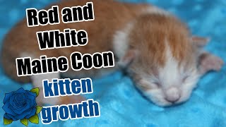 Maine Coon kitten growth