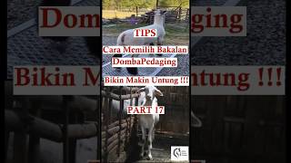 Part 17 Cara Memilih Bakalan Domba Pedaging #dombakontes #dombasuper #dombaunggul #anakdomba