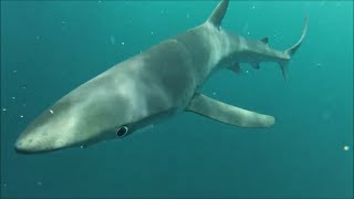 Blue shark from a kayak cork 2017 Mothership trip.