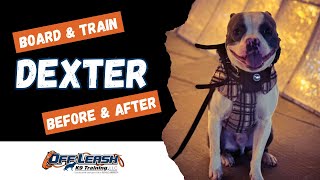 Old Boston Terrier, 2yo, "Dexter" | Best Old Boston Terrier Obedience Training