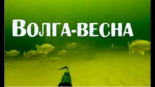 Подводная охота на Волге Весна. Spearfishing in Volga.