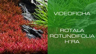 Rotala rotundifolia H'ra - VideoFicha - Una planta rojiza con gran versatilidad - PezVerde