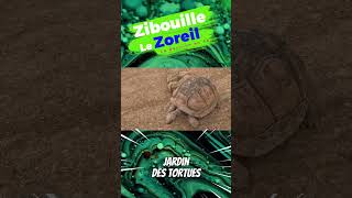 ✈️ Jardin des Tortues | La Réunion | 4K