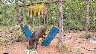 Primitive Technology - Build Best Wild boar Trap To Catch Wild boar #wildanimals #shorts