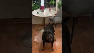 Rottweiler Can Catch 😊🦴 #subscribe #viral  #shorts #dog #rottweiler #guarddog #asmr