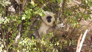 Gray langur- Pangot, Uttrakhand